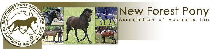 newforestpony.asn.au